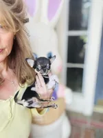 Kingsley   Tri colored, a male Chihuahua for sale in Houston, TX – Photo 5 of 10