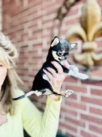 Kingsley   Tri colored, a male Chihuahua for sale in Houston, TX – Photo 6 of 10