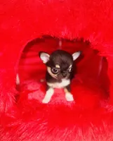Kingsley   Tri colored, a male Chihuahua for sale in Houston, TX – Photo 8 of 10