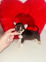 Kingsley   Tri colored, a male Chihuahua for sale in Houston, TX – Photo 10 of 10