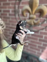 Kingsley   Tri colored, a male Chihuahua for sale in Houston, TX – Photo 3 of 10