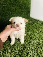 Cloud NINE , a male Chihuahua for sale in Houston, TX – 9 of 10