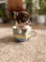 Teacup Godiva, a female Chihuahua for sale in Houston, TX – Photo 8 of 10