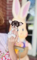 Teacup Godiva, a female Chihuahua for sale in Houston, TX – Photo 6 of 10