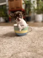 Teacup Godiva, a female Chihuahua for sale in Houston, TX – Photo 5 of 10