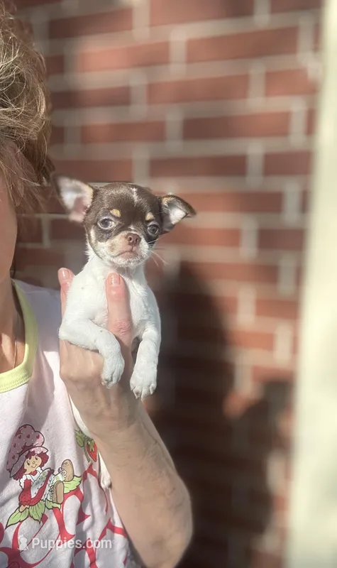 Teacup Godiva – Chihuahua puppy for sale in Houston, TX