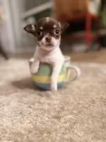 Teacup Godiva, a female Chihuahua for sale in Houston, TX – Photo 2 of 10