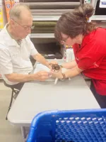 Teacup Godiva, a female Chihuahua for sale in Houston, TX – Photo 4 of 10