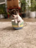 Teacup Godiva, a female Chihuahua for sale in Houston, TX – Photo 6 of 10