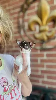 Teacup Godiva, a female Chihuahua for sale in Houston, TX – Photo 3 of 10