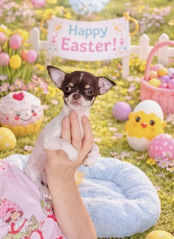 Teacup Godiva – Chihuahua puppy for sale in Houston, TX