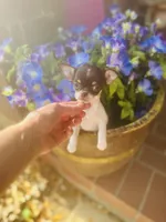 Teacup Godiva, a female Chihuahua for sale in Houston, TX – Photo 10 of 10