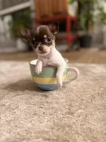 Teacup Godiva, a female Chihuahua for sale in Houston, TX – Photo 9 of 10