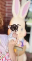 Teacup Godiva, a female Chihuahua for sale in Houston, TX – Photo 5 of 10