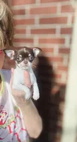 Teacup Godiva, a female Chihuahua for sale in Houston, TX – Photo 9 of 10
