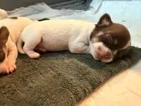 Teacup Godiva, a female Chihuahua for sale in Houston, TX – Photo 1 of 10