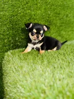 Crush , a male Chihuahua for sale in Houston, TX – 8 of 10