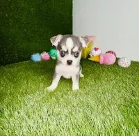 Prince  Blue Eyes, a male Chihuahua for sale in Houston, TX – 8 of 10