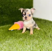 Bubbles blue merle blue eye, a female Chihuahua for sale in Houston, TX – 5 of 10