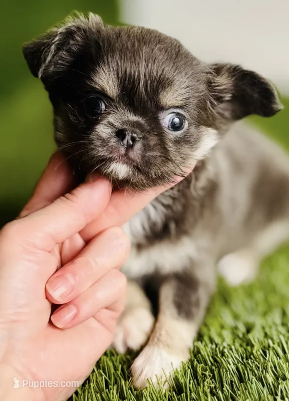 AKC   B-U-G-A-T-T-I – Chihuahua puppy for sale in Houston, TX