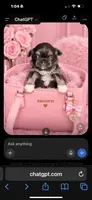 AKC   B-U-G-A-T-T-I, a male Chihuahua for sale in Houston, TX – 10 of 10