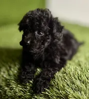 Velvet , a female Poodle - Toy  for sale in Houston, TX – 7 of 10