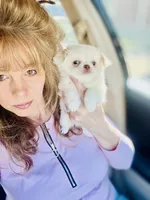 Lana Lola, a female Chihuahua for sale in Houston, TX – Photo 3 of 7