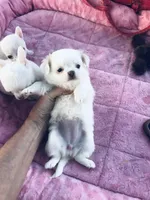 Lana Lola, a female Chihuahua for sale in Houston, TX – Photo 4 of 7