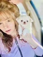 Lana Lola, a female Chihuahua for sale in Houston, TX – Photo 1 of 7