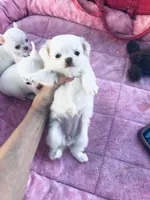 Lana Lola, a female Chihuahua for sale in Houston, TX – Photo 7 of 7