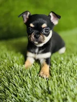 Paisley Teacup sz., a female Chihuahua for sale in Houston, TX – 4 of 10