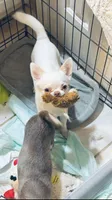 Millie , a female Chihuahua for sale in Houston, TX – 1 of 4