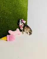 Birkin , a female Chihuahua for sale in Houston, TX – 5 of 10