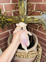 Buttercup Teacup Small Apple head , a female Chihuahua for sale in Houston, TX – 8 of 9