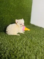 Teacup Tiny sz. Cloud NINE pics 10/27/26., a male Chihuahua for sale in Houston, TX – 9 of 9
