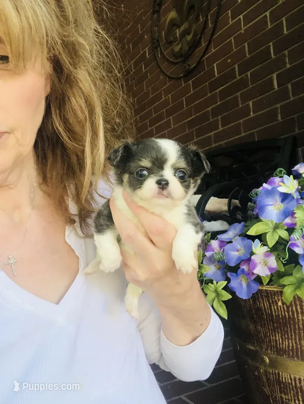 Teacup Rain Drop  – Chihuahua puppy for sale in Houston, TX