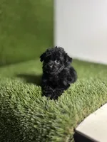 Velvet , a female Poodle - Toy  for sale in Houston, TX – 9 of 10