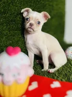 Rhiannon HOLD   Vanilla Bean, a female Chihuahua for sale in Houston, TX – 5 of 10