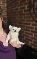 Biscuit , a male Chihuahua for sale in Houston, TX – 2 of 10