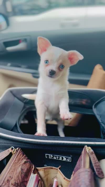 Blue eyed.  REMI    reduced for pick up, a male Chihuahua for sale in Houston, TX – 8 of 8