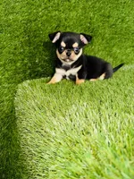 Crush , a male Chihuahua for sale in Houston, TX – 7 of 10