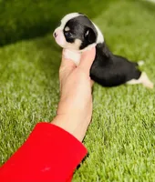 Pedro Tri colored Gorgeous! , a male Chihuahua for sale in Houston, TX – 4 of 10