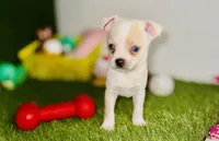 Blue eyed Remington REMI  , a male Chihuahua for sale in Houston, TX – 4 of 8