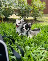 Libby Lou , a female Chihuahua for sale in Houston, TX – 8 of 10