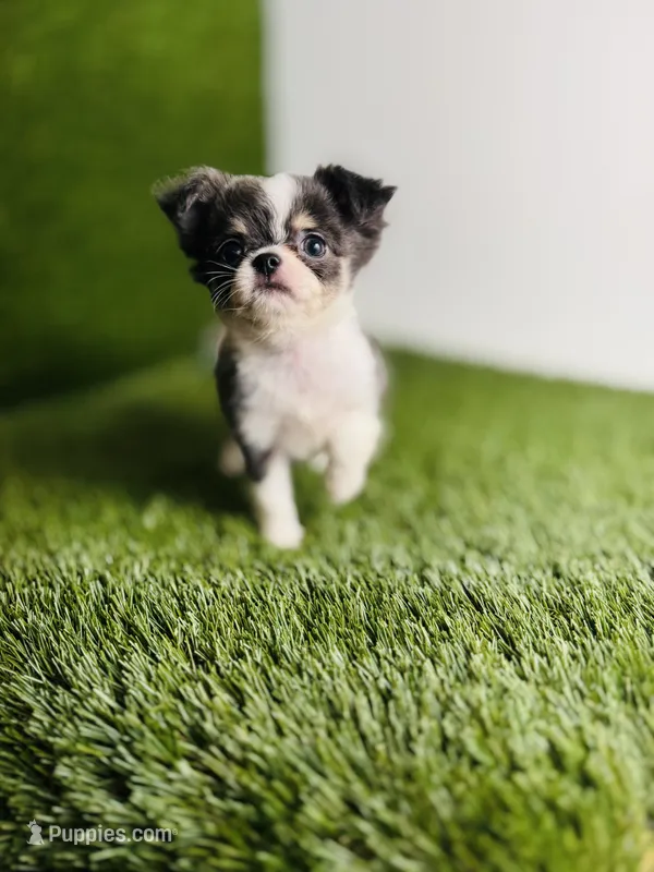 Teacup Zoe – Chihuahua puppy for sale in Houston, TX