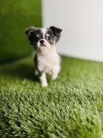 Zoe, a female Chihuahua for sale in Houston, TX – 1 of 10
