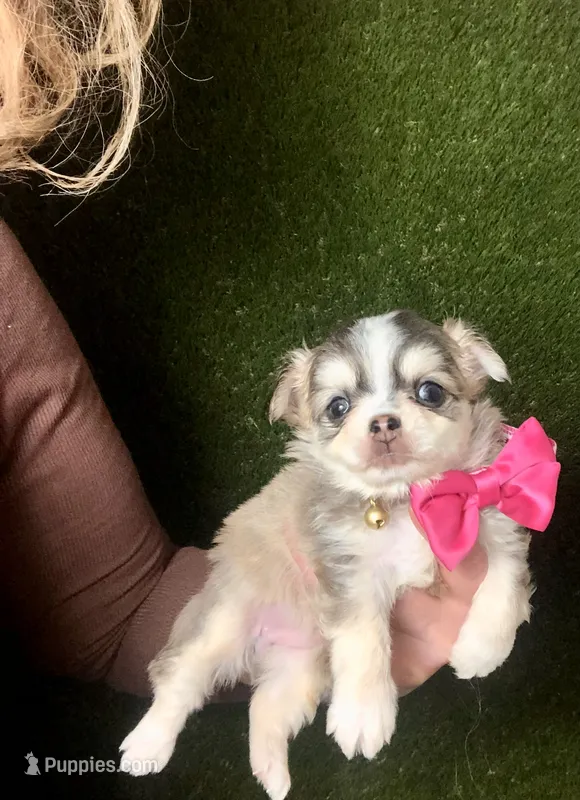 PuppyCakes  – Chihuahua puppy for sale in Houston, TX
