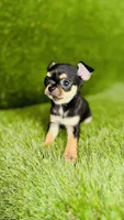 Paisley Teacup sz., a female Chihuahua for sale in Houston, TX – 7 of 10