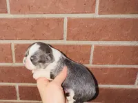 Teacup Rain Drop , a female Chihuahua for sale in Houston, TX – 8 of 10