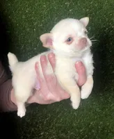 Kilo , a male Chihuahua for sale in Houston, TX – 5 of 8